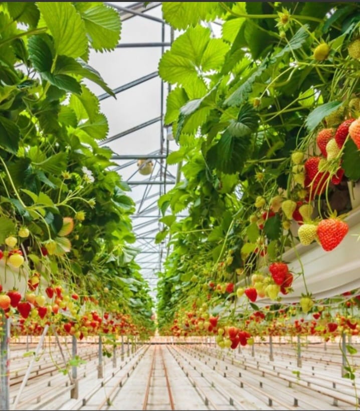 Hydroponic Strawberries