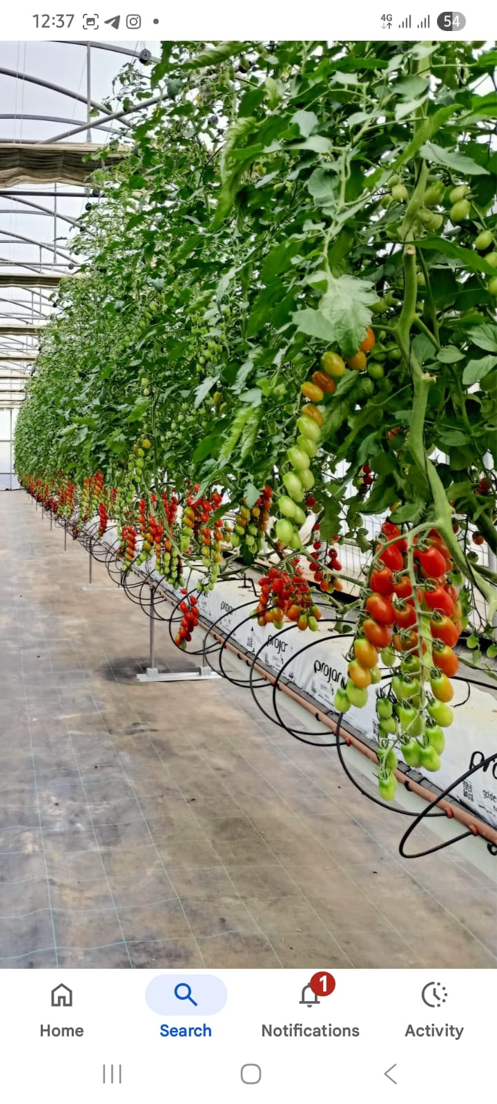 Hydroponic Tomatoes