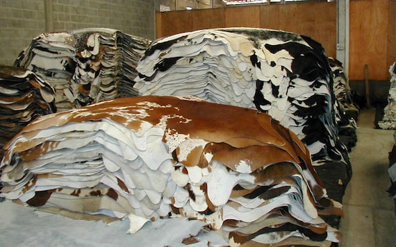Cattle Hides